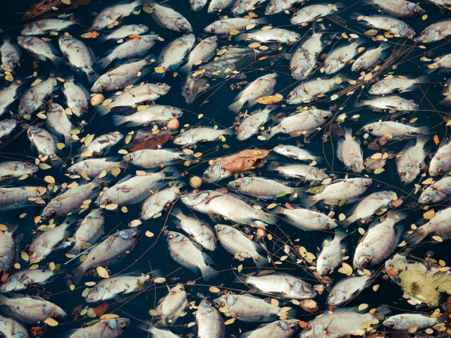VIDEO: Miliony mrtvých ryb se táhnou desítky kilometrů. „Takový zápach jsem nezažil,“ říká místní muž