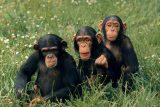 Hodonínská zoo byla zavřená kvůli útěku šimpanzů. Pracovníci zvířata uspali a vrátili zpět do expozice