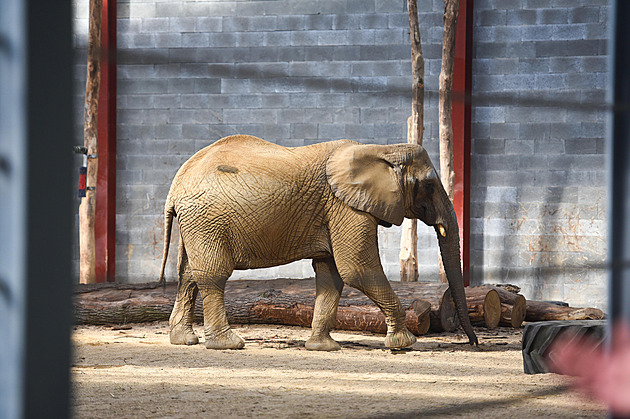 Sloni se přesunuli do nového, velkého pavilonu, brzy přibude samec Jack
