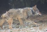 Muž tvrdil, že ho na Krušnohorsku pokousal vlk. Policie to ale šetří jako šíření poplašné zprávy