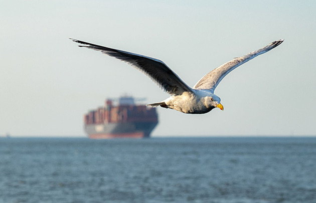 Ptáci, kteří cestující na lodích, nejspíš nejsou líní, ale zatraceně chytří