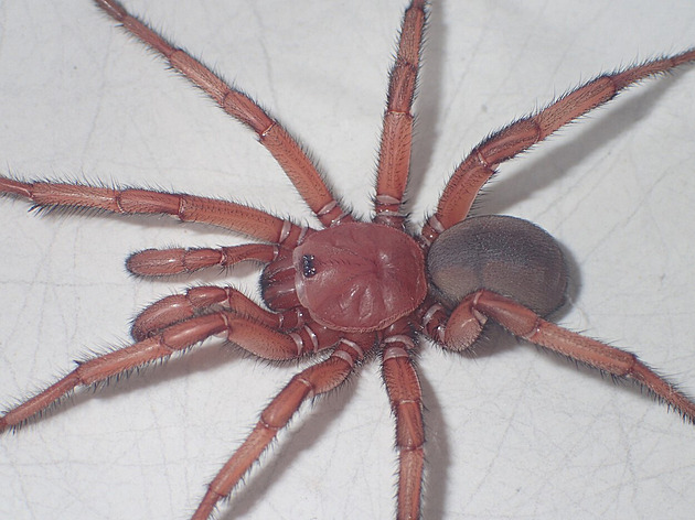 Vědci v Austrálii objevili nový druh pavouka, je „supervelký“ a buduje nory