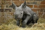 Jak chránit nosorožce? Podle vědců to dokážou soukromí farmáři