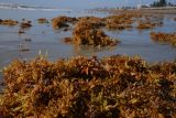 Obrovský chaluhový shluk ohrožuje americké pobřeží. V nebezpečí jsou živočichové i lidé