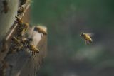 Včelstva v celé republice ničí varroáza. Na Ústecku uhynuly tři čtvrtiny včelstev