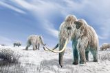 Karbanátek z vyhynulého mamuta vyrobila firma z Austrálie. Ta se zabývá uměle vytvořeným masem