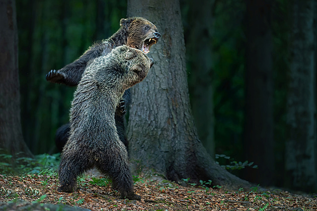 Nejkrásnější fotografií přírody se stal snímek s medvědicí bránící mladé