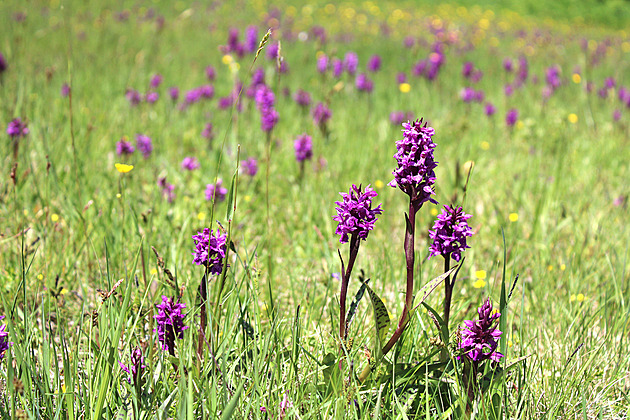 Výlet do Krušných hor, kde rozkvétají desetitisíce krásných orchidejí