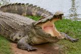 Mosambik řeší útoky buvolů a krokodýlů na lidi. Ohroženým 1500 rodinám vláda nabízí přesídlení