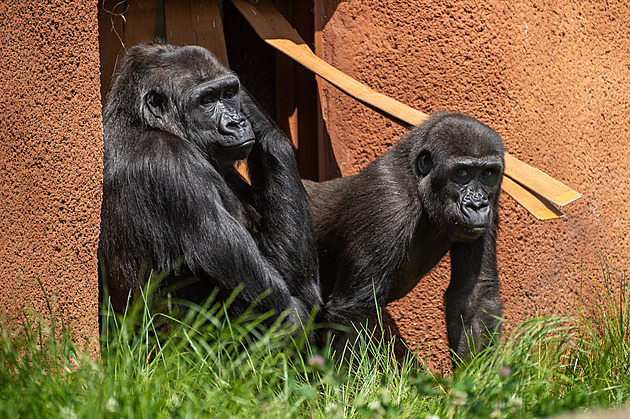 Gorily v Zoo Praha si konečně užívají venkovní výběh Dja. I březí Duni