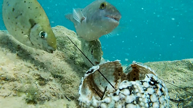 VIDEO: V Rudém moři vymírají ježovky, v ohrožení jsou i korálové útesy