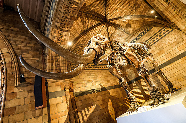 Mumie, dinosauří kosti, zkažené maso. Jaké poklady ukrývají londýnská muzea