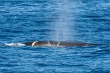 Filmaři zachytili skupinu velryb u chorvatského pobřeží. Ve Středozemním moři se jedná o raritu
