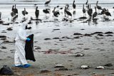 Chile řeší záhadný úhyn tisíců kormoránů. Testy vyvrátily podezření na ptačí chřipku