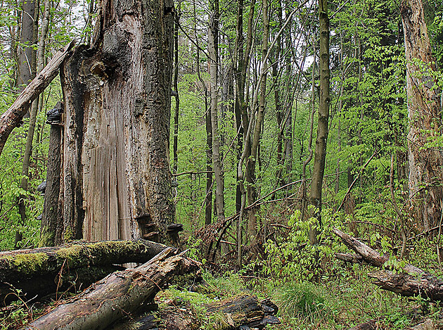 Kůrovec uzavřel divoký prales u Horního Bradla, zákaz vstupu platí na roky