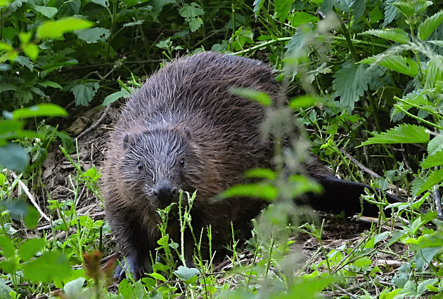 V Moravském krasu se zabydluje bobří rodina, mláďata zřejmě brzy vyrazí dál