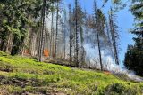 Hasiči našli na Sokolovsku skrytá ohniska lesního požáru. Prolili je vodou a pokračují v kontrolách