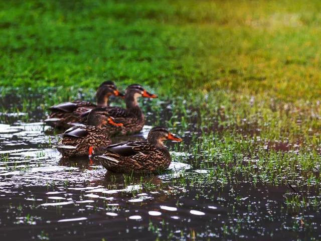 VIDEO: Voda z Kachovské přehrady zaplavila zoo, přežily pouze kachny a labutě