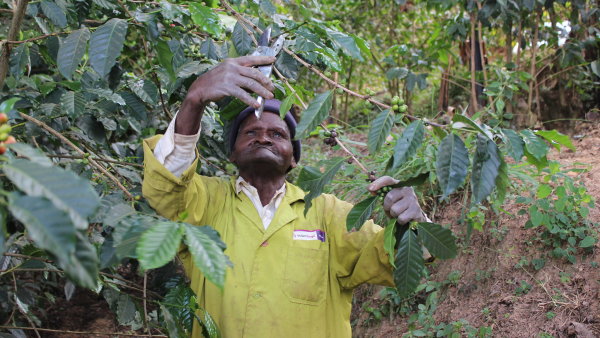 Fairtrade v Česku roste navzdory snaze lidí šetřit. Pěstitelé kávy v Keni ukázali, jak jim to pomáhá čelit klimatické změně