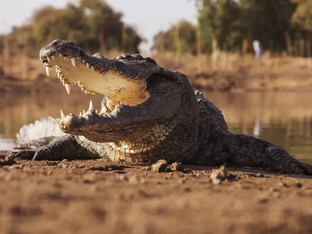 Krokodýlí samice se dokáží rozmnožovat bez samců. Vědci popsali první případ