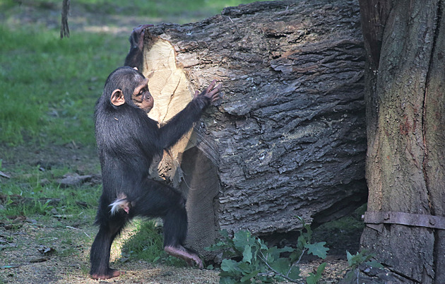 Šimpanzi v plzeňské zoo dostali nový výběh, krmení hledají ve dřevě i taškách