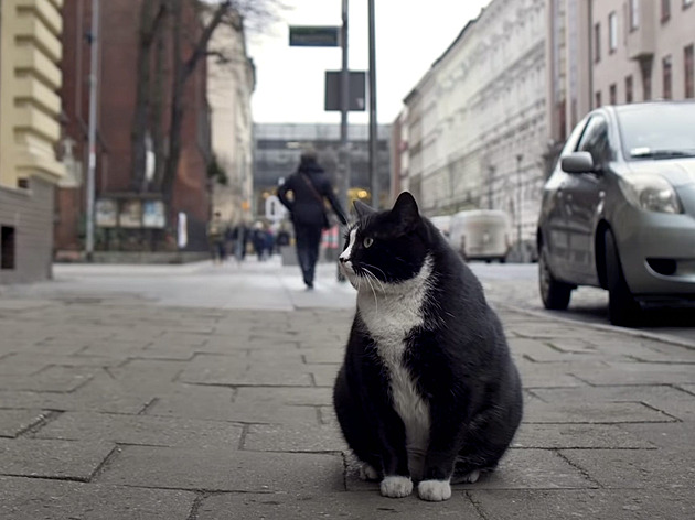 Tlustý kocour je světovou atrakcí polského Štětína. Má nařízenou dietu