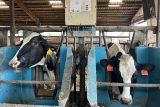 Chov dobytka jako významný zdroj emisí metanu. Pomoci může kvalitnější krmivo