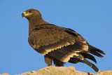 Ornitologové pozorovali na Moravě vzácné druhy ptáků, orla stepního u nás v historii viděli jen pětkrát