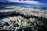 S oteplováním moře přibývá počet zón bez kyslíku, kde nemohou žít ryby. Podle Unesco už jich je přes 500