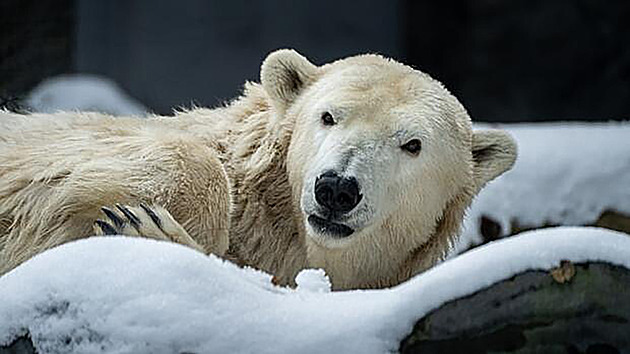 Pražská zoo musela uspat medvědici Bertu, byla nevyléčitelně nemocná