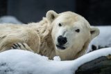Zoo Praha přišla o medvědici Bertu. Dvacetiletou samici utratila kvůli neléčitelnému onemocnění