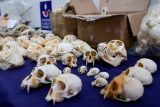,Masakr kvůli uspokojení sběratelů‘. Francie zabavila stovky opičích lebek ukrytých v zásilkách z Kamerunu
