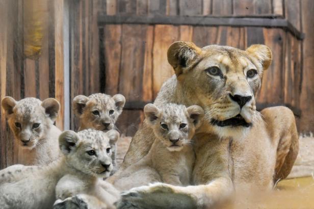 

Plzeňská lvíčata si zvykají na výběh. Brzy je uvidí i návštěvníci

