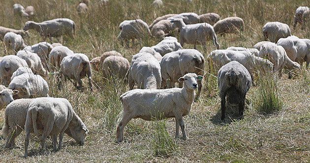 Sardinie zachraňuje místní pastevectví. Chce přesídlit pasáky z Kyrgyzstánu