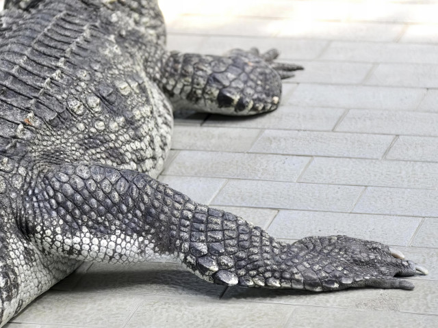 VIDEO: Na Floridě odchytili aligátora. V tlamě měl ostatky bezdomovkyně