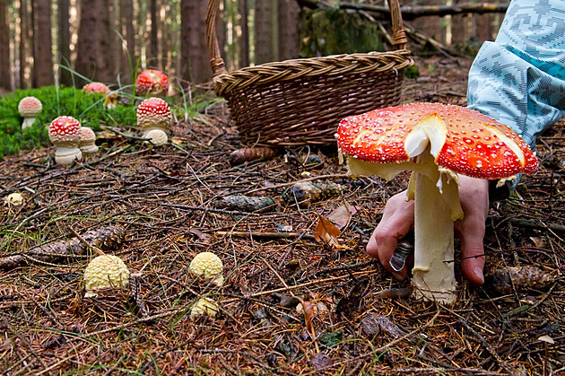 KVÍZ: Opravdu víte, čím a jak byste se mohli v houbařské sezoně otrávit?