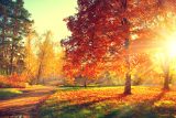 Věda pro děti: Proč listy stromů na podzim mění barvu?