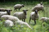 Australští farmáři rozdávají ovce kvůli přebytku. Od roku 2020 se jejich počet v zemi zvýšil o 23 procent