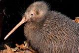 Na Novém Zélandu se vylíhla dvě mláďata ptáka kiviho. Ve volné přírodě je to poprvé po 150 letech