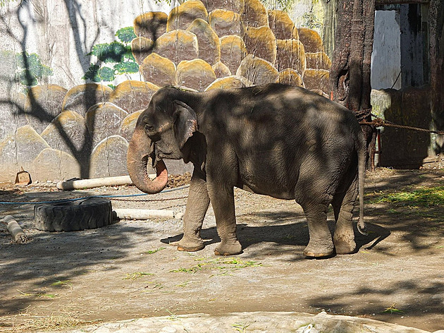 Pošla nejsmutnější slonice na světě. Téměř celý život strávila v zoo sama