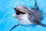 Ruské námořnictvo přišlo o desítky cvičených delfínů. Bouře v Černém moři poškodila klece a oni uplavali