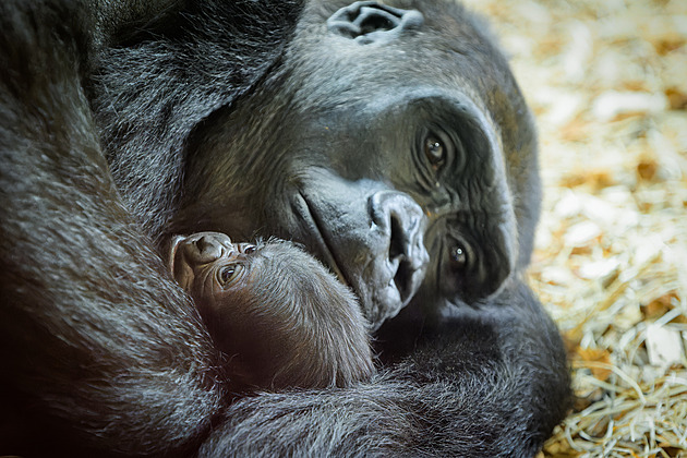 Gorilímu mláděti je týden a krásně prospívá, mladičká Duni je skvělá máma