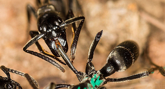 Mravenci jsou geniální lékaři. Sami si vyrobí antibiotika pro ošetření ran