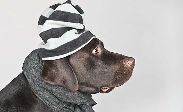 Nejbláznivější zimní oblečky pro psy se často inspirují lidskou módou