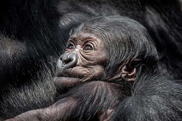 Nádherné vnouče gorily Moji je holka, pohlaví prozradil vzorek pupečníku