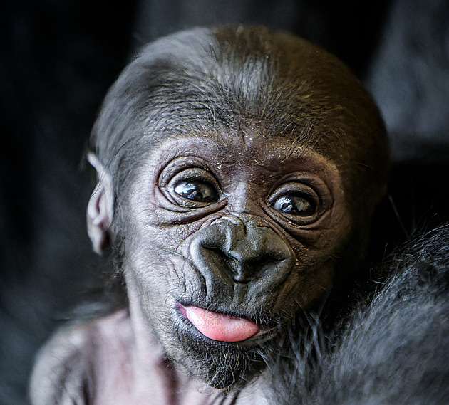 ANKETA: Bude gorilí holčička ze Zoo Praha Mobi, Ekiba, či Mosâmom? Rozhodněte