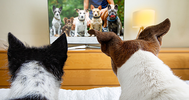 Osm z deseti psů si užívá sledování televize. Favoritem je Scooby-Doo