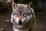 Není to řízený odstřel vlků, ale nouzový plán, vysvětluje agentura ochrany přírody novou vyhlášku