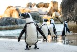 Věda pro děti: Proč tučňáci nelétají? A mají kolena?