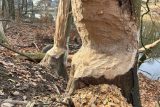 ‚Není to příjemný soused.‘ Přerov žádá o povolení odlovu bobrů, ohlodávají stromy v Polesí Svrčov